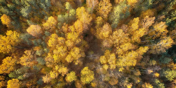 Drone shot - autumn trees canopies