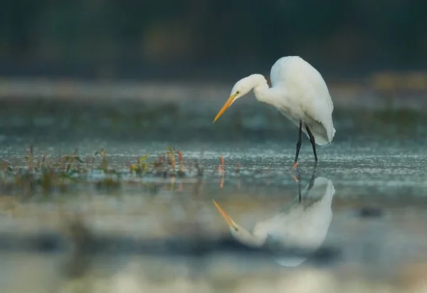 백로 (Egretta alba)) — 스톡 사진