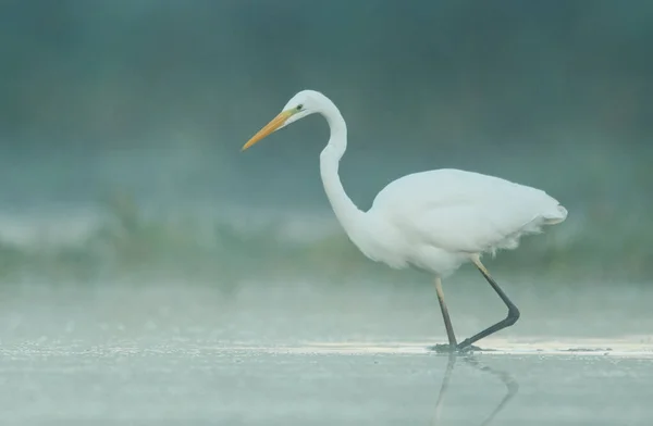 Żółw biały (Egretta alba) — Zdjęcie stockowe