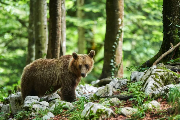 Urso castanho selvagem (Ursus arctos) de perto — Fotografia de Stock