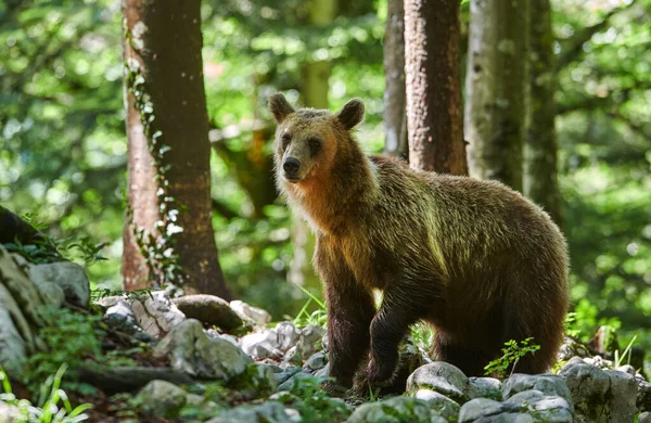 Oso pardo salvaje (Ursus arctos) de cerca —  Fotos de Stock