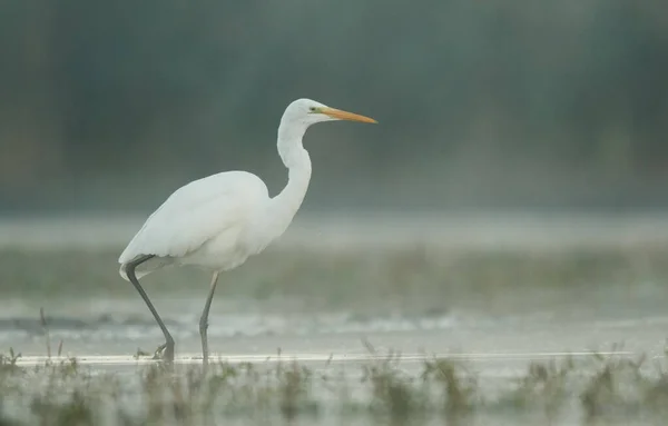 Большая белая цапля (Egretta alba) — стоковое фото