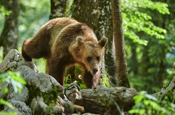 Urso castanho selvagem (Ursus arctos) de perto — Fotografia de Stock