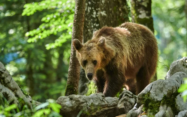 Urso castanho selvagem (Ursus arctos) de perto — Fotografia de Stock