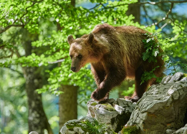 Medvěd hnědý (Ursus arctos) zavřít — Stock fotografie