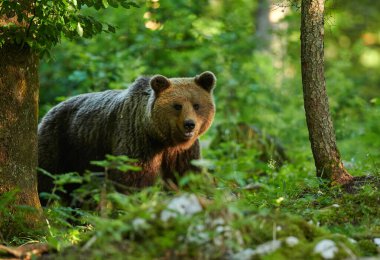 Vahşi kahverengi ayı (Ursus arctos) yakın çekim