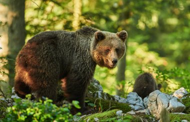Vahşi kahverengi ayı (Ursus arctos) yakın çekim