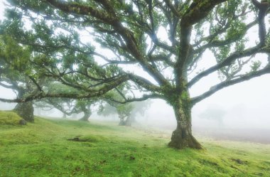 Fanal Ormanı 'ndaki eski sedir ağacı, Madeira Adası. Portekiz.