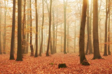 eski kayın ormanında sonbahar