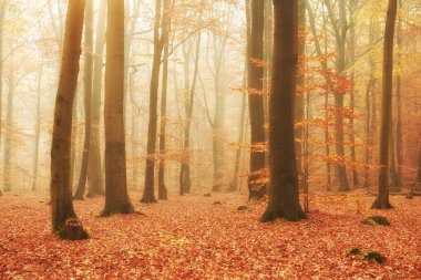 eski kayın ormanında sonbahar