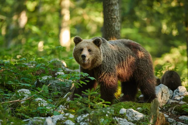 Medvěd hnědý (Ursus arctos) zavřít — Stock fotografie