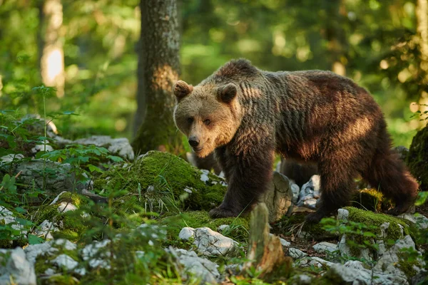 Urso castanho selvagem (Ursus arctos) de perto — Fotografia de Stock
