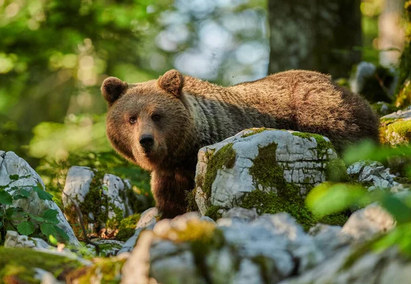 Urso castanho selvagem (Ursus arctos) de perto — Fotografia de Stock