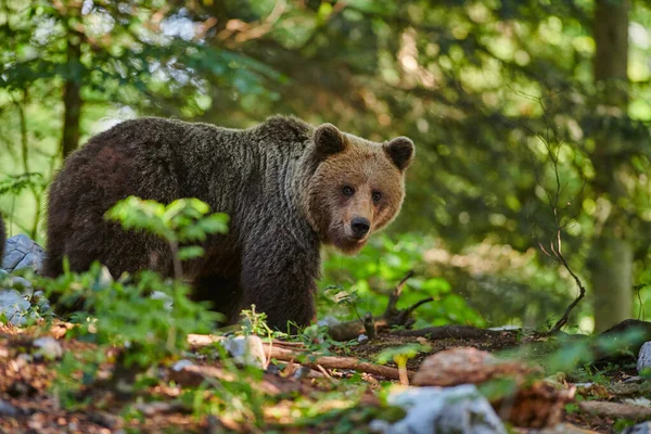 Oso pardo salvaje (Ursus arctos) de cerca — Foto de Stock