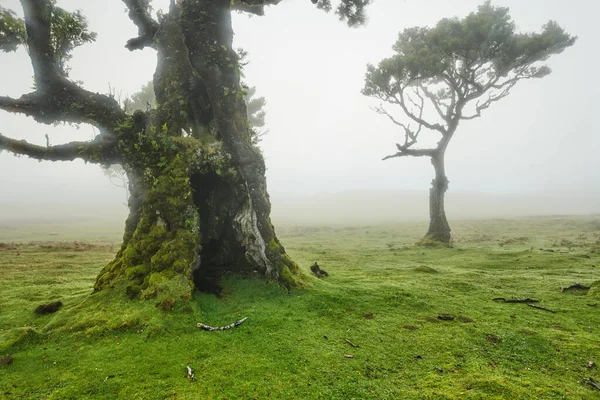 Cedro velho na floresta Fanal - Ilha da Madeira. Portugal. — Fotografia de Stock