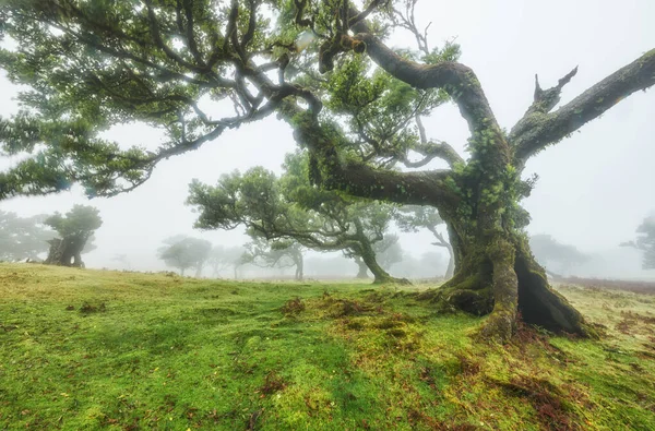 Gammelt cedertræ i Fanal skov Madeira. Portugal. - Stock-foto