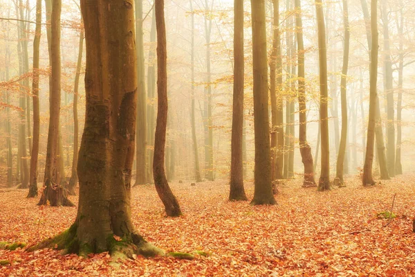 Herbst im alten Buchenwald — Stockfoto