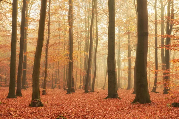 Otoño en el viejo bosque de hayas — Foto de Stock