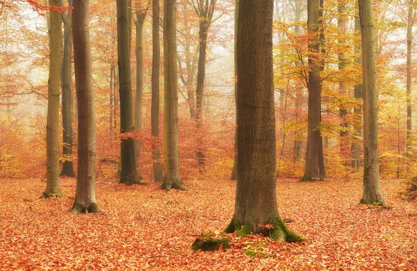 Autumn in old beech forest — Stock Photo, Image