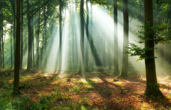 Beautiful morning in the forest — Stock Photo, Image