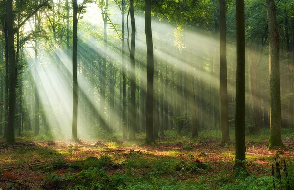 Schöner Morgen im Wald — Stockfoto