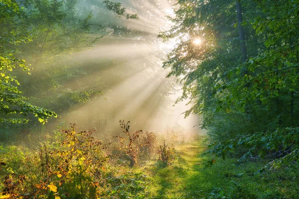 Vacker morgon i skogen — Stockfoto