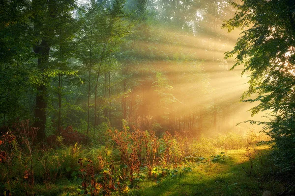 Schöner Morgen im Wald — Stockfoto