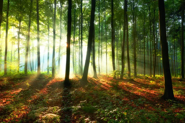 Vakker morgen i skogen – stockfoto