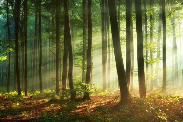 Vacker morgon i skogen — Stockfoto