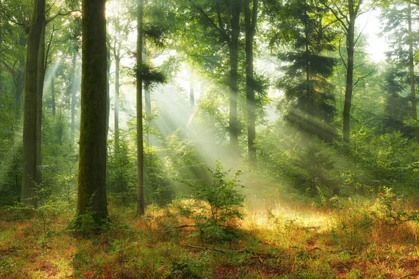 Bela manhã na floresta — Fotografia de Stock