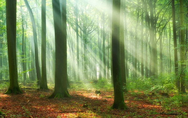 Belle matinée dans la forêt — Photo