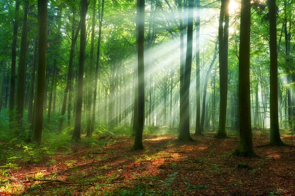 Prachtige ochtend in het bos — Stockfoto