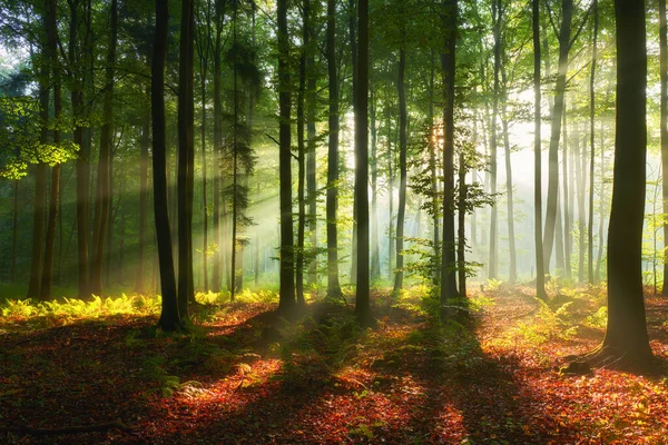 Ormanda güzel bir sabah — Stok fotoğraf