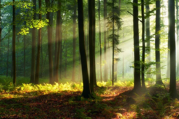 Красивий ранок у лісі — стокове фото