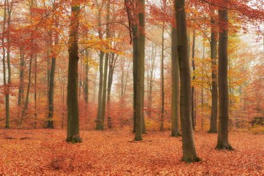 eski kayın ormanında sonbahar