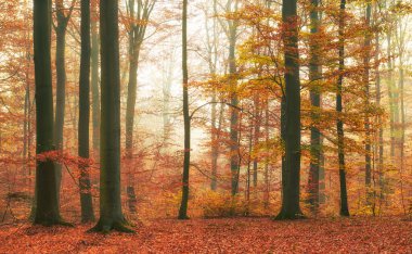 eski kayın ormanında sonbahar