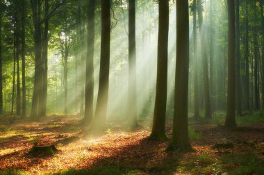 Ormanda güzel bir sabah