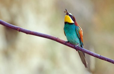 Avrupa arı yiyici (Merops apiaster))