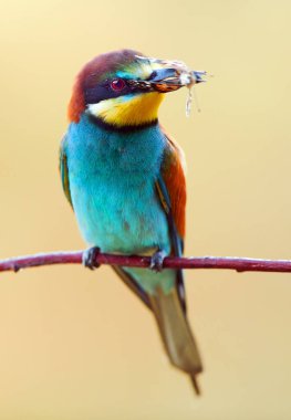 Avrupa arı yiyici (Merops apiaster))
