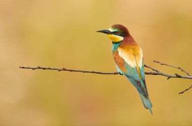 Avrupa arı yiyici (Merops apiaster))