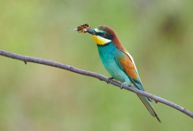 Avrupa arı yiyici (Merops apiaster))