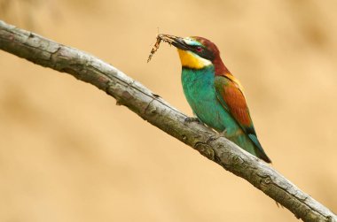 Avrupa arı yiyici (Merops apiaster))