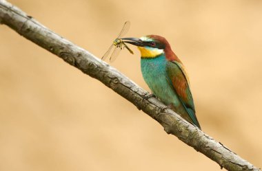 Avrupa arı yiyici (Merops apiaster))