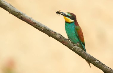 Avrupa arı yiyici (Merops apiaster))