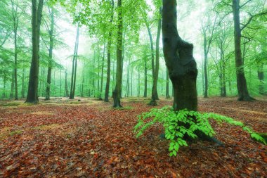 Kayın ormanında puslu bir sabah