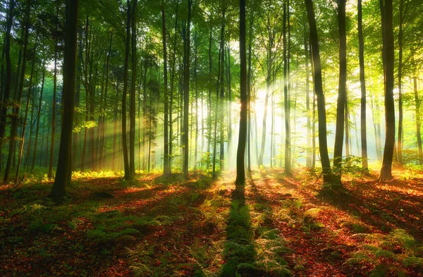 Vacker morgon i skogen — Stockfoto