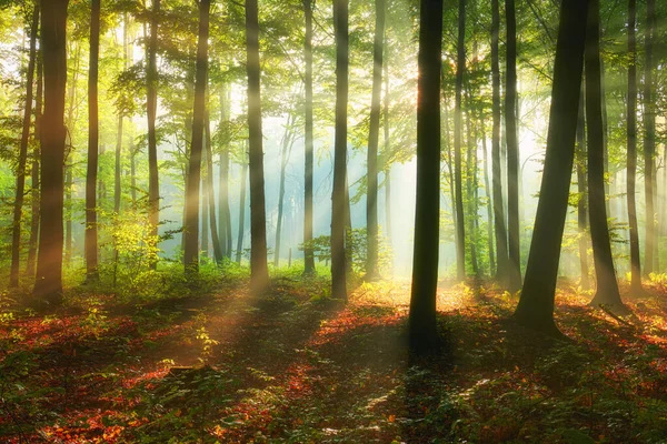 Krásné ráno v lese — Stock fotografie