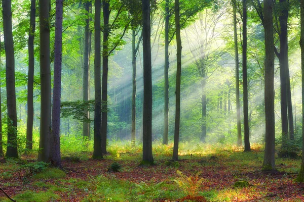 Prachtige ochtend in het bos — Stockfoto