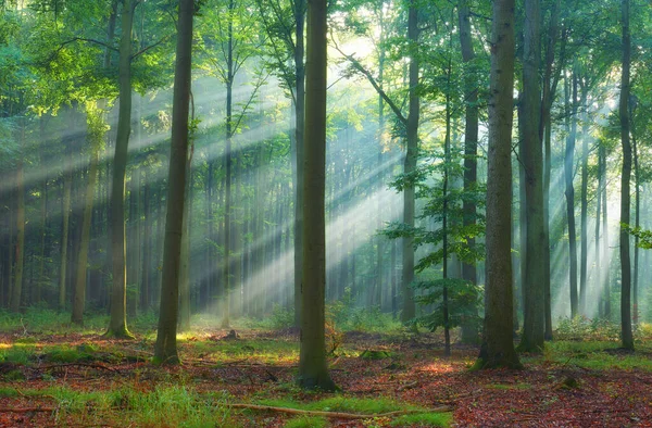 Prachtige ochtend in het bos — Stockfoto