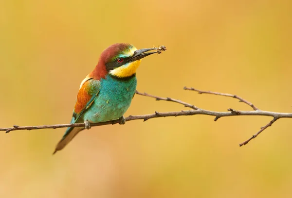 Comedor europeu de abelhas (Merops apiaster) — Fotografia de Stock